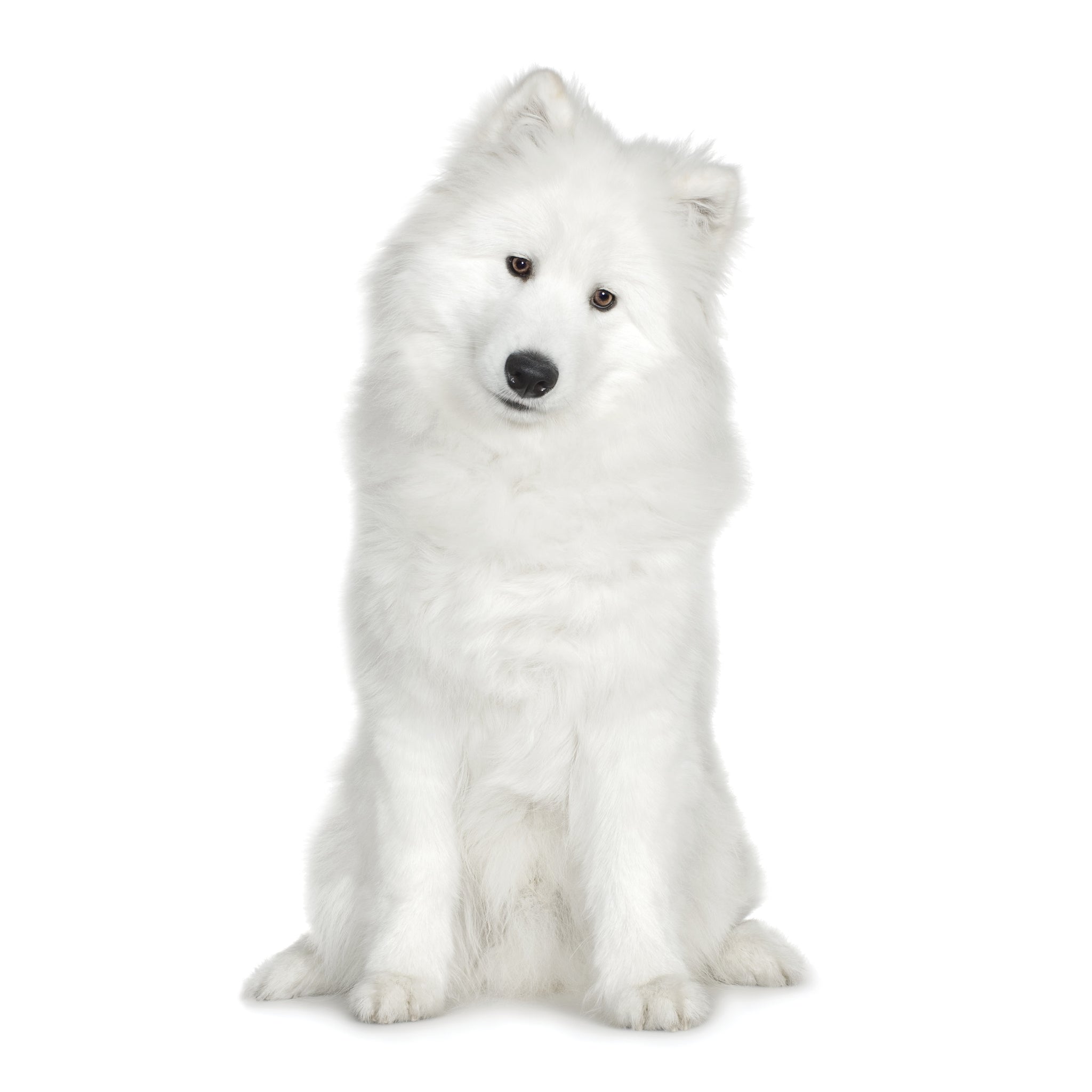 Brilliant White Coat Shampoo - Milk • Honey • Oatmeal – Pro Coat
