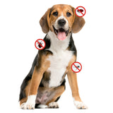 Flea and Tick Defense Shampoo for Dogs (Cedarwood and Rosemary)